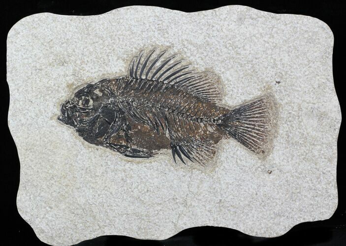 Cockerellites (Priscacara) Fossil Fish - Hanger Installed #31633